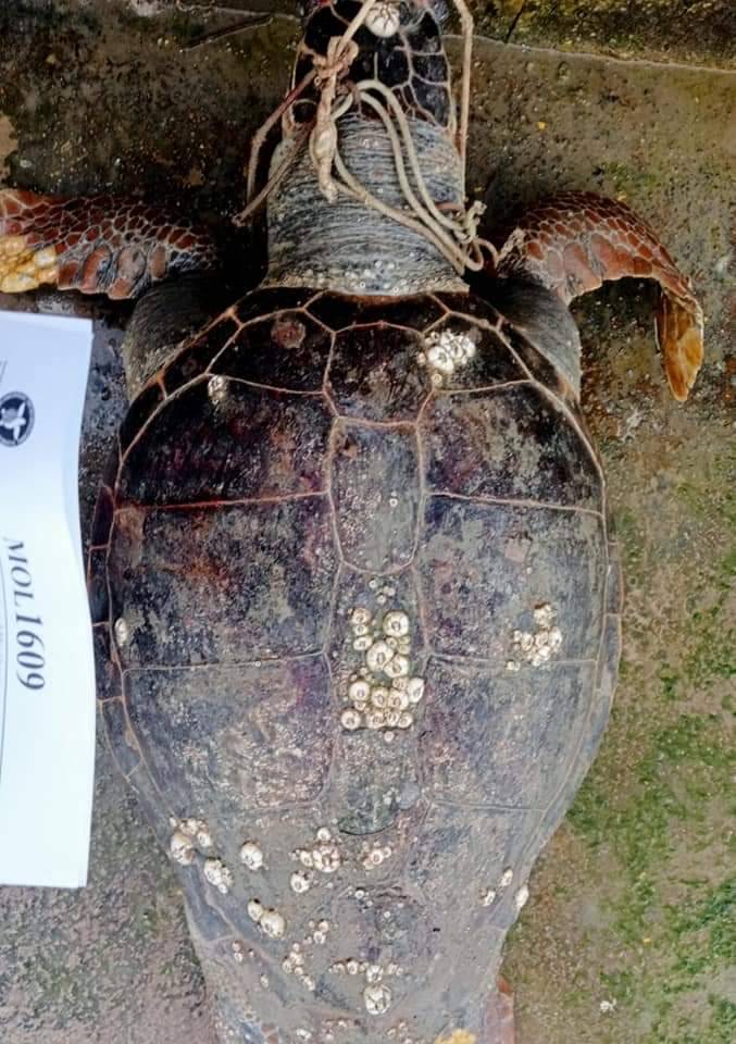 Killer seriale di tartarughe, la denuncia: "Morte atroce, aiutateci"